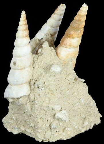 Fossil Gastropod (Haustator) Cluster - Damery, France #62511